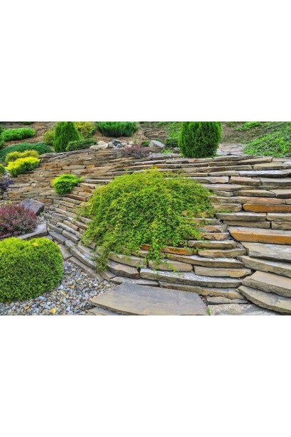 Стефанандра надрізанолиста Кріспа